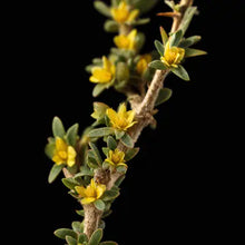 Fadogia Agrestis
