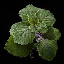 Coleus Forskohlii